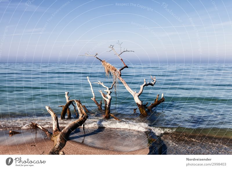 Weststrand ruhig Meditation Natur Landschaft Urelemente Sand Wasser Wolkenloser Himmel Schönes Wetter Nebel Baum Wellen Küste Strand Nordsee Ostsee Holz