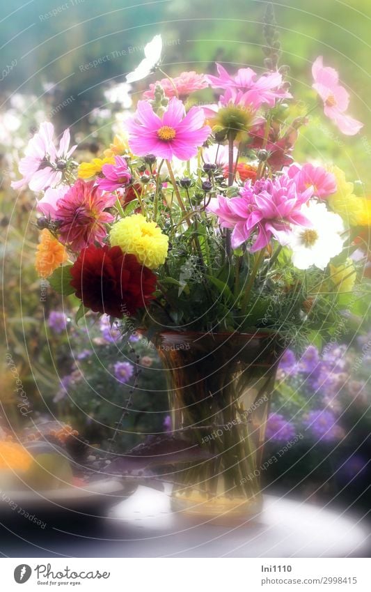 Herbststrauß in Glasvase Pflanze Schönes Wetter Blume Blatt Blüte Garten blau gelb grün orange rosa rot weiß Blumenstrauß Astern Dahlien Schmuckkörbchen Vase