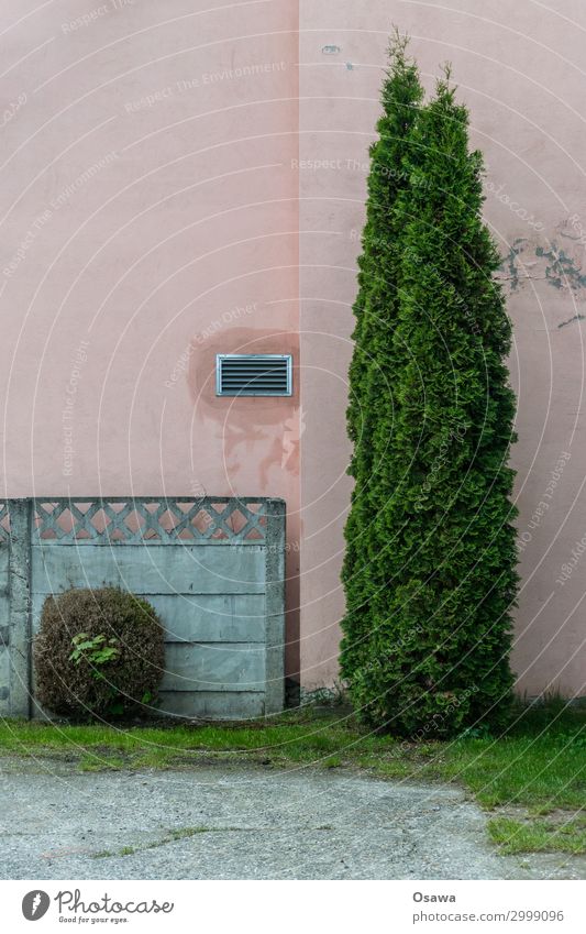 ungleiches Paar Haus Dekoration & Verzierung Mauer Wand Fassade Beton grau grün rosa Kies Buchsbaum Lebensbaum Verschiedenheit paarweise Fertigteil