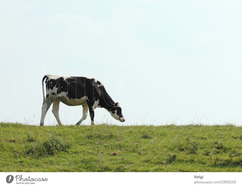 ein einsames Rind läuft bei schönem Wetter auf dem Deich entlang Umwelt Natur Landschaft Pflanze Tier Himmel Sommer Gras Grünpflanze Nutztier Kuh 1 Bewegung