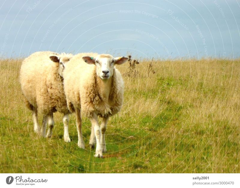Wir kommen... Gras Tier Nutztier Schaf Schafherde 2 Tierpaar gehen Zusammensein Partnerschaft Entschlossenheit Freundschaft Neugier Teamwork Wege & Pfade Weide