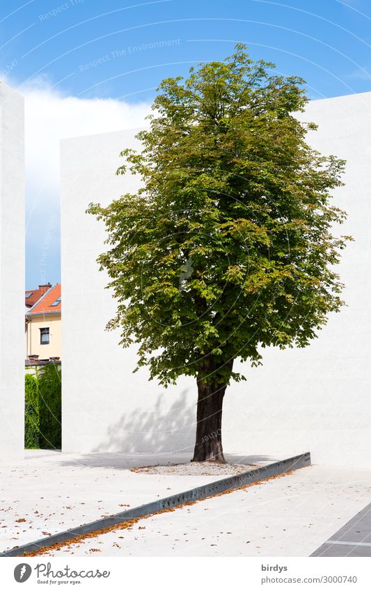 Ein Baum wie ein Denkmal grün Sommer Wand Himmel blau Spalte Haus Textfreiraum unten authentisch 1 außergewöhnlich Bodenbelag einzeln Schönes Wetter Stadt Mauer
