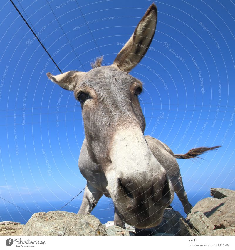 Wasn? Himmel Sommer Hügel Meer Ägäis Mittelmeer Insel Kykladen Folegandros Tier Nutztier Tiergesicht Esel 1 Fröhlichkeit blau Freude lustig Griechenland