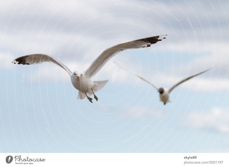 Vogelfrei Luft Himmel Wolken Wildtier Flügel Tiergruppe fliegen Unendlichkeit Neugier Tierliebe Luftaufnahme Tag Sonnenlicht Sonnenstrahlen Möwe Freiheit Natur
