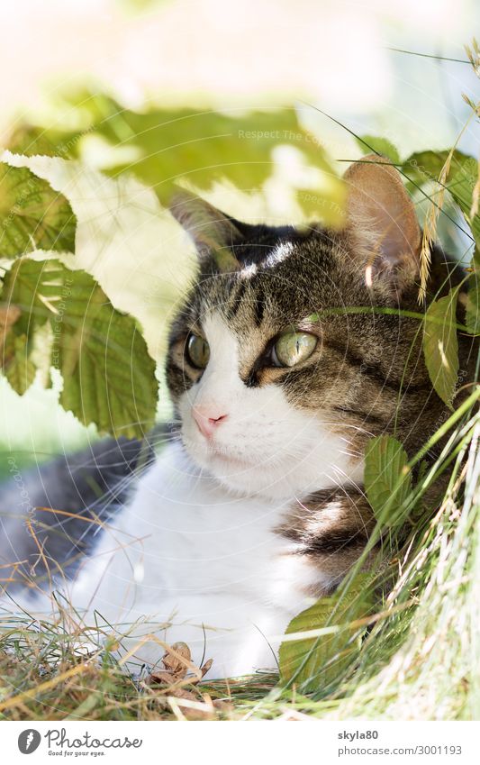 Aufmerksam Katze Hauskatze Tier Haustier Tiergesicht Fell beobachten liegen elegant Freundlichkeit natürlich Zufriedenheit Frühlingsgefühle Tierliebe schön