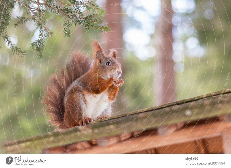 Knabberspass Eichhörnchen Europäisches Eichhörnchen Natur Tier Wald Wildtier Fell Fressen füttern genießen hocken sitzen frei niedlich Zufriedenheit Tierliebe