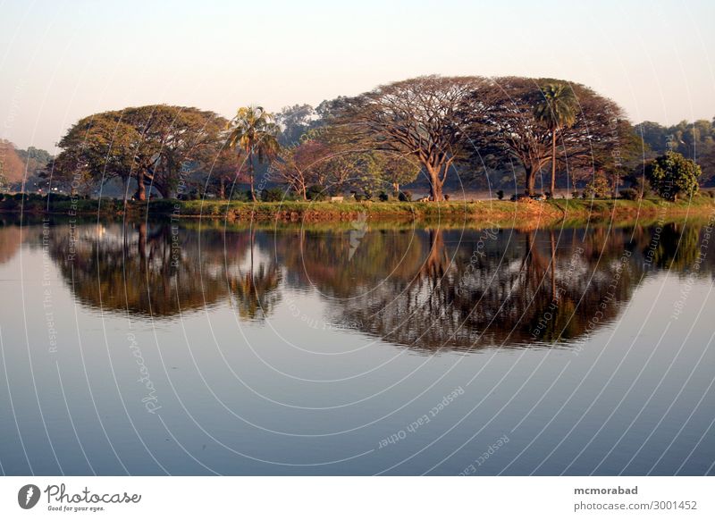 Spiegelbild im Morgenlicht Insel Baum Teich See ästhetisch schön blau grün friedlich Gelassenheit Horizont Baumumhang Inselchen ruhig Windstille Wasser