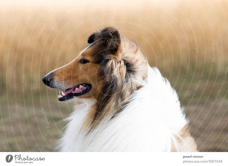 Rückenwind Haustier Hund 1 Tier Blick Collie Farbfoto Außenaufnahme Tierporträt