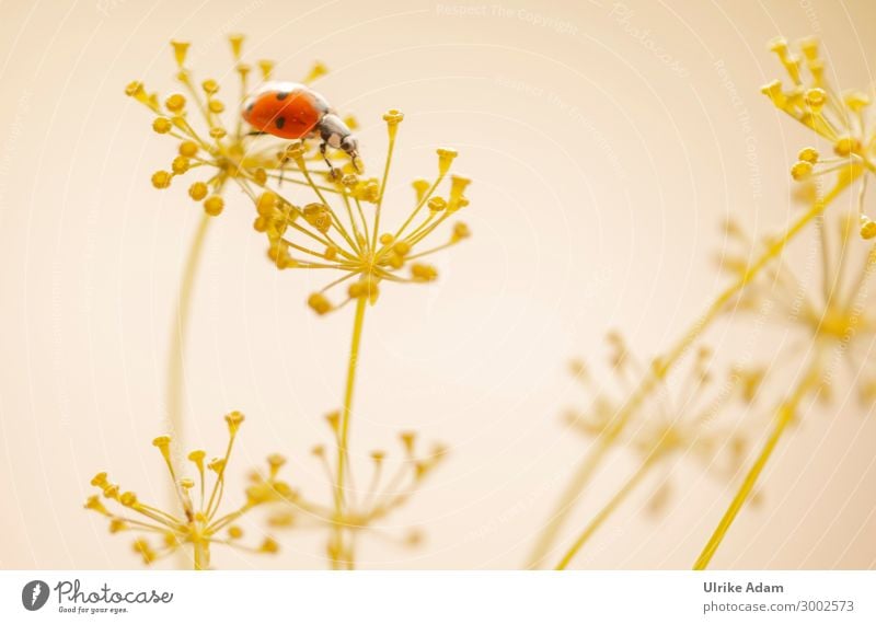 Marienkäfer auf Dillblüten Tapete Geburtstag Natur Pflanze Tier Sommer Blüte Garten Käfer Insekt 1 krabbeln natürlich gelb rot Glück Tierliebe Glücksbringer