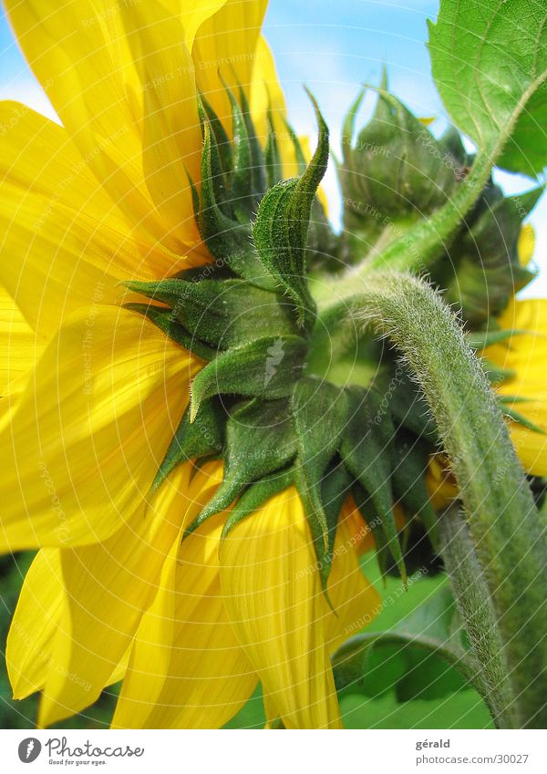 sonnenblume Blume gelb Sommer grün Sonne Detailaufnahme