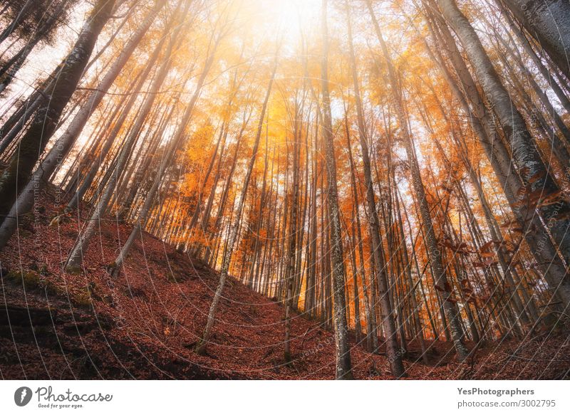 Herbstlicher Laubwald mit Orangenlaub an sonnigen Tagen ruhig Sonne wandern Natur Landschaft Wetter Schönes Wetter Wärme Baum Blatt Wald außergewöhnlich