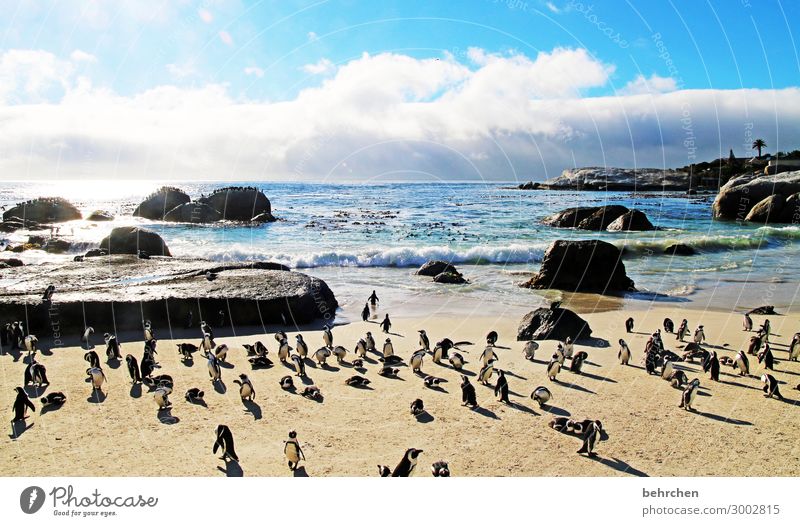 strandmeeting Tierporträt insbesondere Ferien & Urlaub & Reisen Wellen Meer Kontrast Wildtier Pinguin außergewöhnlich Himmel Landschaft Tourismus träumen