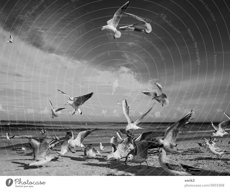 Kampftag Umwelt Natur Landschaft Tier Sand Wasser Himmel Wolken Schönes Wetter Küste Ostsee Vogel Möwe Schwarm fliegen Fressen füttern viele verrückt Horizont