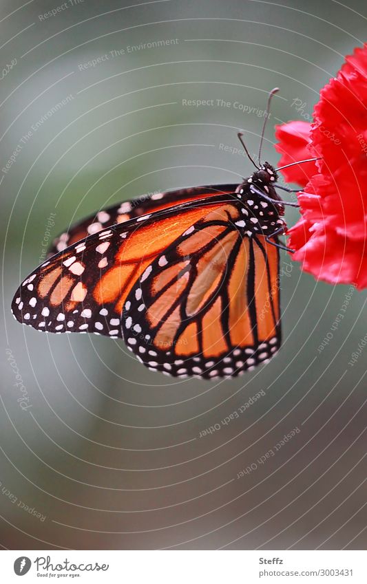 Monarch Falter Schmetterling Flügelmuster Edelfalter Schmetterlingsflügel Gewürznelke Leichtigkeit leicht filigran Schönheit der Natur Schönheit in der Natur