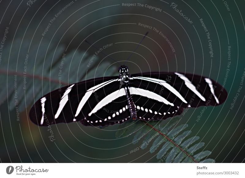 Zebrafalter - der gestreifte Schmetterling Edelfalter Schmetterlingsflügel Falter Flügel exotischer Schmetterling Heliconius charithonia Tagfalter Streifen