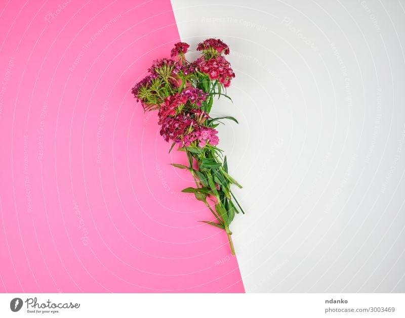 blühende türkische Nelken Dianthus barbatus Design schön Leben Sommer Dekoration & Verzierung Hochzeit Natur Pflanze Blume Blatt Blüte Mode Blumenstrauß Blühend