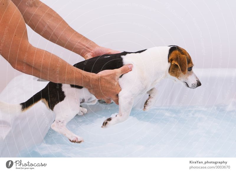 Der süße Hundewelpe hat Angst davor, im Schaumbad zu baden. Konzept für Tierpflege und Gesundheit bezaubernd ängstlich Baby Bad Baden Badewanne Schnabel