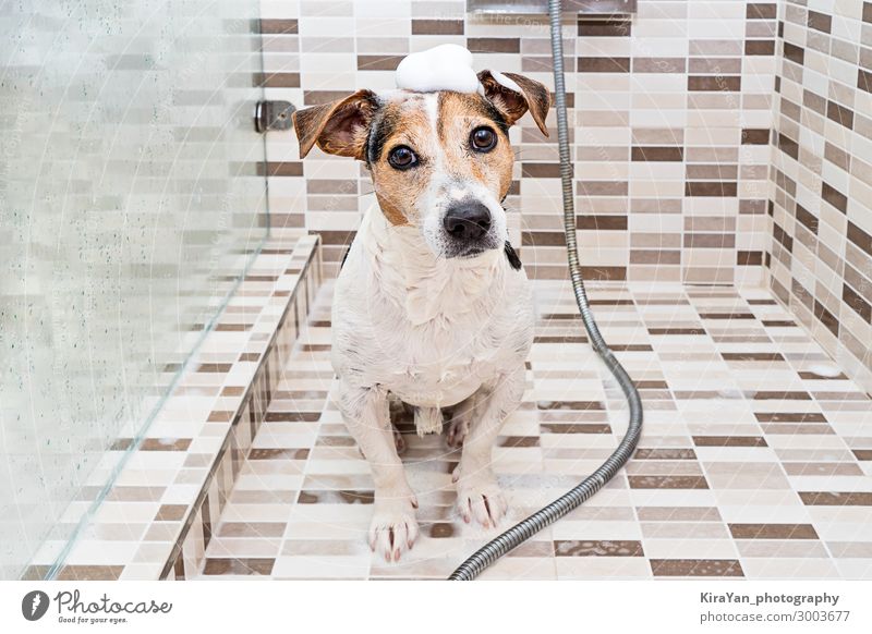 Süßer nasser Welpe Hund mit Schaum auf dem Kopf in der Dusche Lifestyle Freizeit & Hobby Badewanne Tier Haustier genießen Blick Jack-Russell-Terrier sitzen