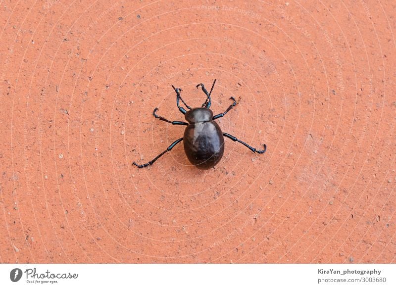 Großer schwarzer Käfer auf orangem Hintergrund Natur Tierwelt Nahaufnahme Wanze Gefahr Flügel Kreatur Insekt Ameise Karikatur Silhouette Schädling Rüsselkäfer