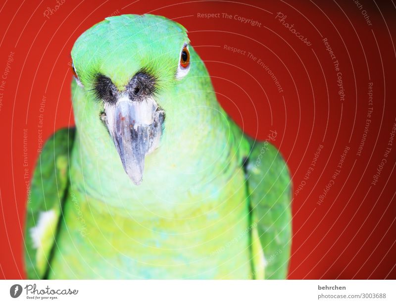 wehe du sagst noch mal was gegen meine nasenbehaarung grün Costa Rica Papagei Ferien & Urlaub & Reisen Freiheit Ferne Feder Tiergesicht Vogel Wildtier Ausflug