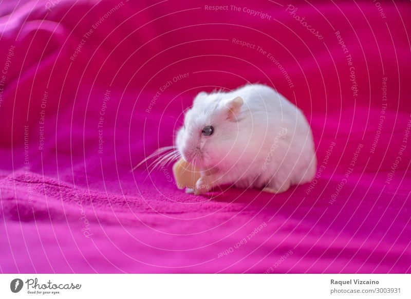 Hamster isst ein Stück Käse. Tier Haustier 1 füttern rosa weiß Tierliebe Nagetiere essen Lebensmittel Saatgut Russisch Säugetier seltsam Käfig vereinzelt