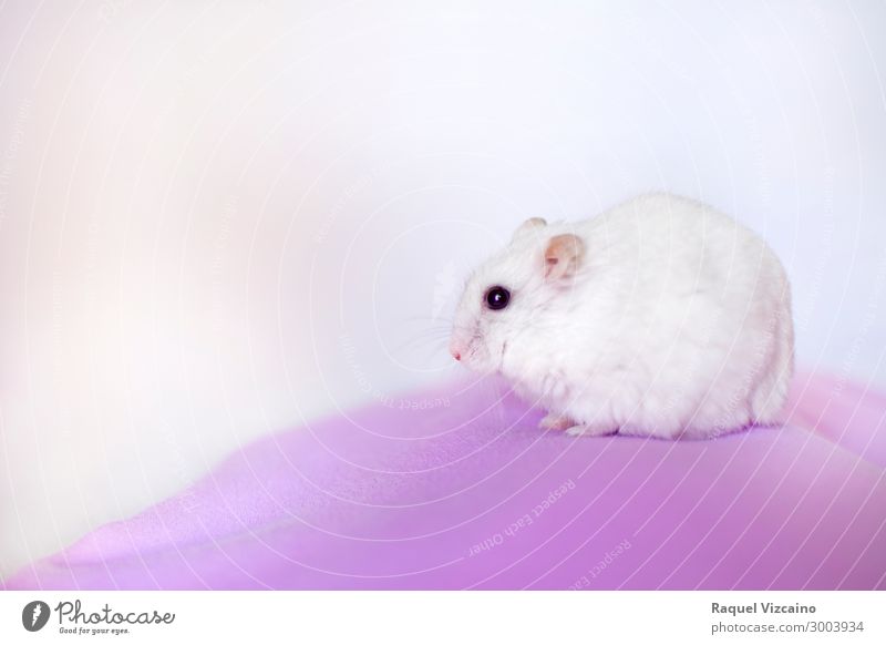 Porträt eines weißen Hamsters Tier Maus 1 beobachten Blick rosa ruhig Selbstbeherrschung Neugier Rodeur Maskottchen Kommender Comida alimentación Semillen ruso
