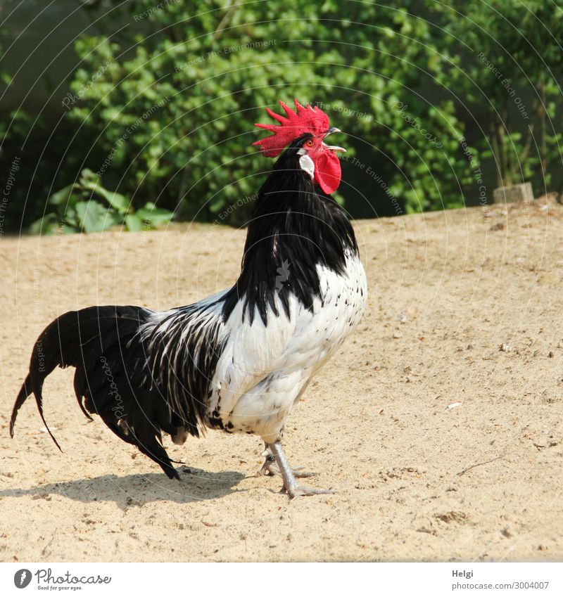 Bauernhof Haustier Liebhaber Schwarz Weiß Hahn Geschenk für Huhn