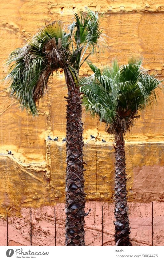 Urban Gardening Pflanze Baum Grünpflanze Palme Barcelona Spanien Stadt Haus Ruine Mauer Wand Fassade Wachstum kaputt braun gelb Farbfoto Außenaufnahme
