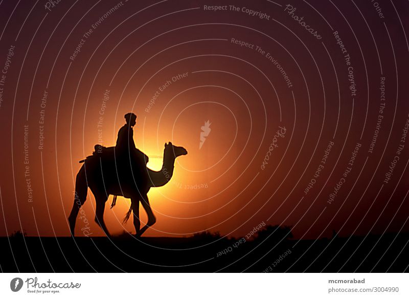 Kamelreiter bei Sonnenuntergang Tier Sonnenaufgang ästhetisch Ferne gelb rot schwarz Camel Reiter Abendsonne Abenddämmerung nachten Tagesende Heiligenschein