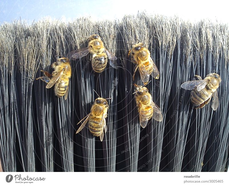 tote Bienen auf Besen | !Trash! 2019 Umwelt Natur Tier Nutztier Tiergruppe liegen Reinigen natürlich schwarz Ordnungsliebe Tod Verachtung Ende Überleben