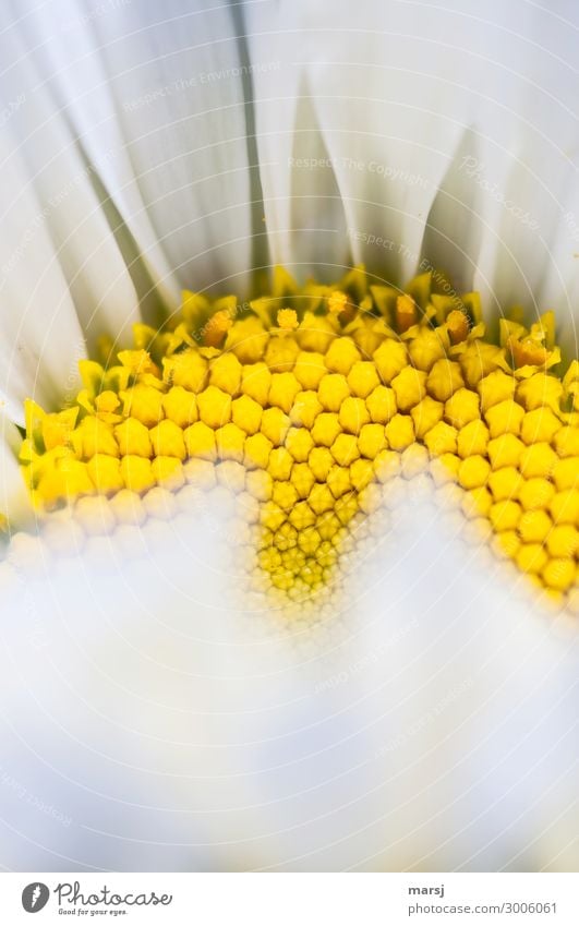 Das Gelbe vom Blümchen Pflanze Blüte Margerite Blühend natürlich gelb Ordnung Farbfoto mehrfarbig Außenaufnahme Makroaufnahme Muster Menschenleer