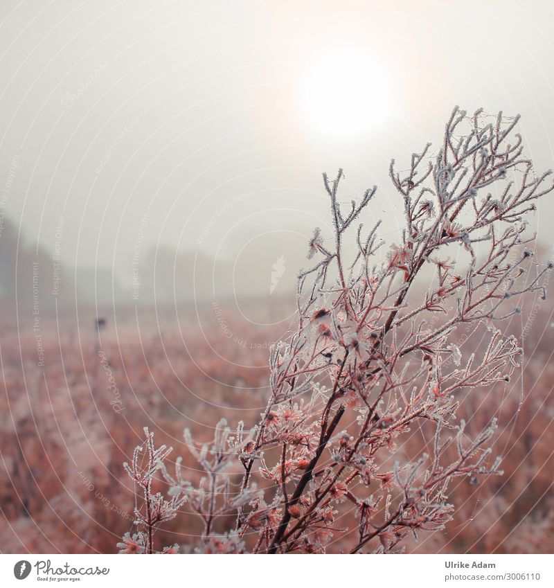 Natur - Winter Morgen Umwelt Landschaft Pflanze Wassertropfen Herbst Nebel Eis Frost Feld Moor Sumpf weich Romantik Traurigkeit Trauer ruhig Trauerkarte Dunst