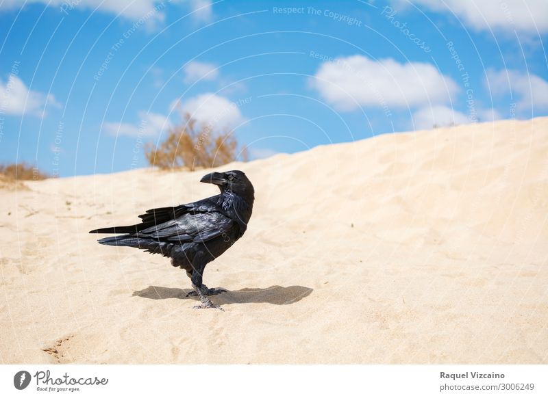Eine schöne schwarze Krähe stand auf dem Wüstensand. Tier Sand Himmel Sommer Schönes Wetter Strand Vogel 1 fliegen leuchten ästhetisch heiß wild blau ruhig