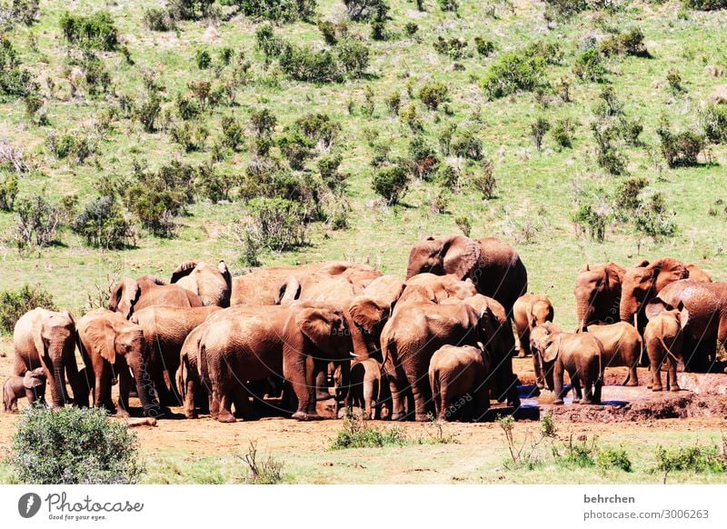 badetag Tierliebe Wildnis Fernweh Respekt stark Kraft gewaltig Ausflug Tourismus Ferien & Urlaub & Reisen Freiheit Ferne addo elefantenpark Abenteuer Safari