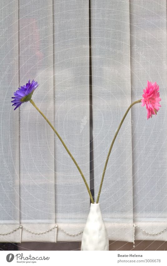 Retro Blütendeko Stil Häusliches Leben Dekoration & Verzierung Vase Arbeitsplatz Büro Blume Blühend Jalousie wählen ästhetisch außergewöhnlich trendy schön