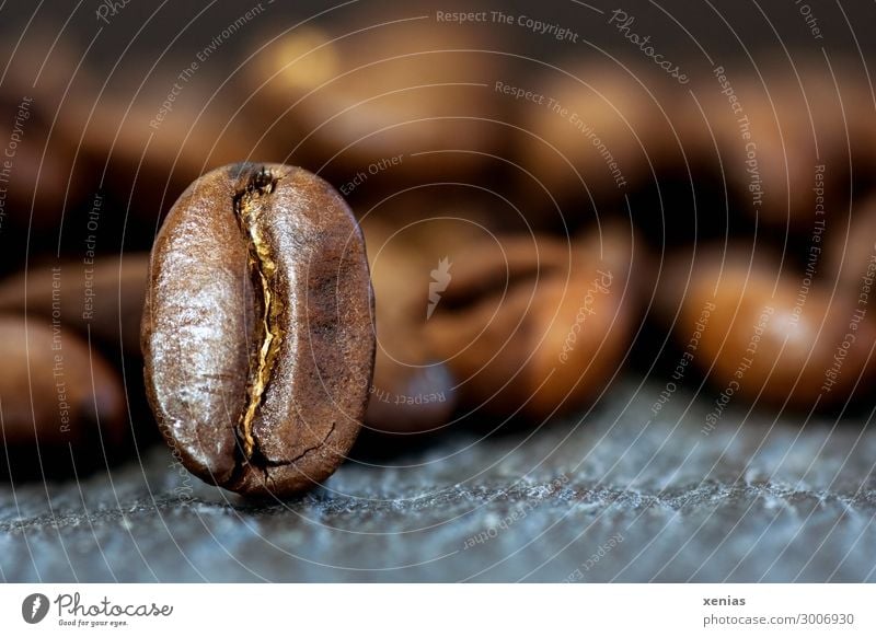 Makroaufnahme: Eine Kaffeebohne steht aufrecht Kaffeebohnen Lebensmittel Kaffeetrinken Bioprodukte Heißgetränk Latte Macchiato Espresso Duft braun grau