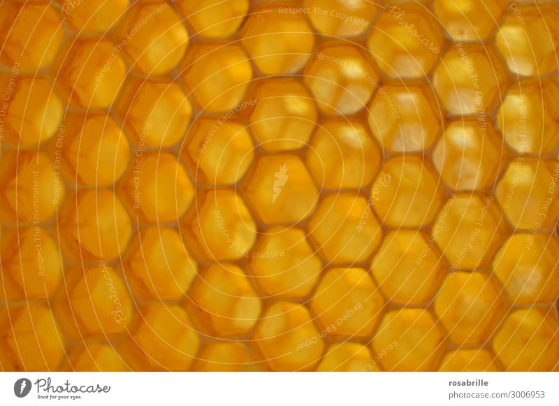 Wabenbau mit … | Fingerspitzengefühl Kunstwerk Umwelt Natur Tier Nutztier Biene Honigbiene bauen natürlich süß gelb gold gewissenhaft fleißig Ausdauer