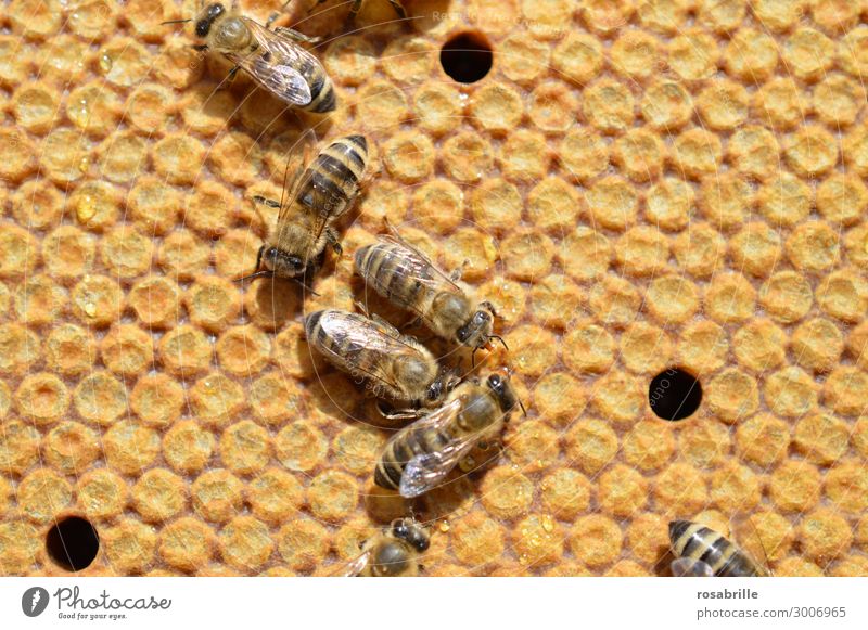 gedeckelte Brut in Bienenwabe | wertvoll Arbeit & Erwerbstätigkeit Umwelt Natur Tier Insekt natürlich fleißig Umweltschutz Bienenwaben Wabe Gelege verdeckelt