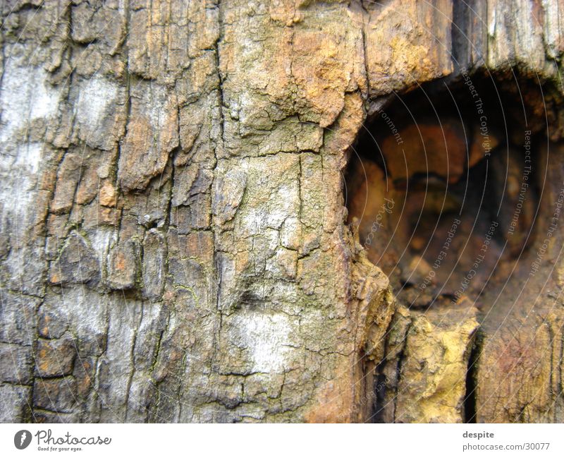 Aging Wood Holz Strukturen & Formen Landschaft Nahaufnahme Detailaufnahme