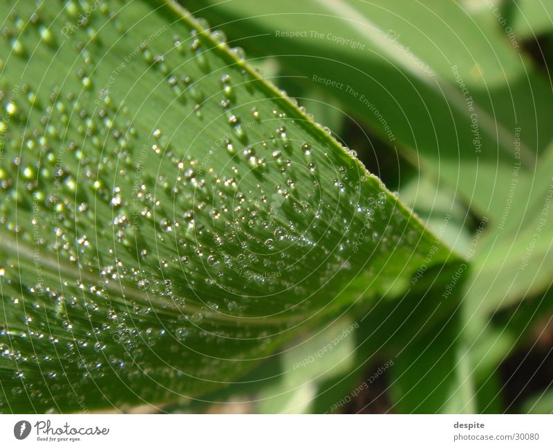 SweetLeaf Pflanze grün frisch Natur Detailaufnahme
