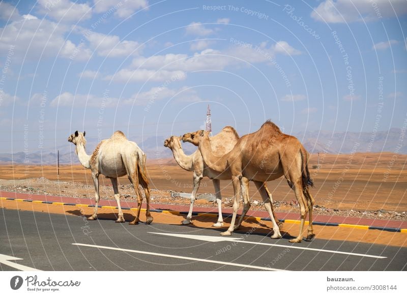 auf ins wochenende. Ferien & Urlaub & Reisen Tourismus Ausflug Abenteuer Ferne Sommer Umwelt Natur Sand Himmel Schönes Wetter Wüste Oman Verkehr Straße