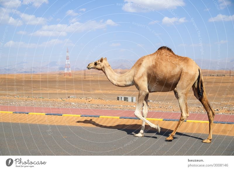 auf in die neue woche. Umwelt Natur Sand Himmel Sommer Klima Schönes Wetter Wüste Oman Stadtrand Verkehr Verkehrswege Straße Tier Kamel 1 beobachten fahren