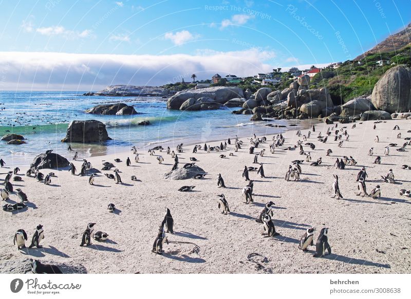 welttag der pinguine - die eisbären unter den vögeln Sonnenlicht Schatten Licht Südafrika Kapstadt traumhaft Wolken Himmel Stein Felsen wild schön fantastisch