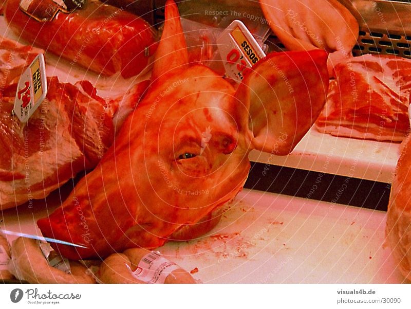 Schweinekopf Feiertag Feste & Feiern Fleisch Wurstwaren rot Theke Metzgerei Spanien Innenaufnahme Ladengeschäft Blut gruselig Ernährung Tod kochen & garen Ohr