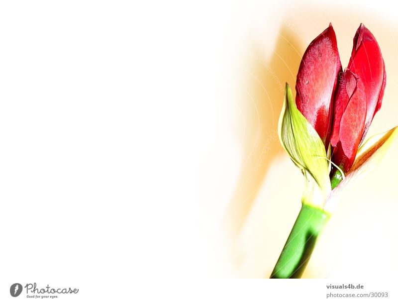 Amaryllis Dekoration & Verzierung Natur Pflanze Frühling Winter Blume Blatt Blüte Blumenstrauß Duft Wachstum ästhetisch positiv schön grün rot weiß Gefühle