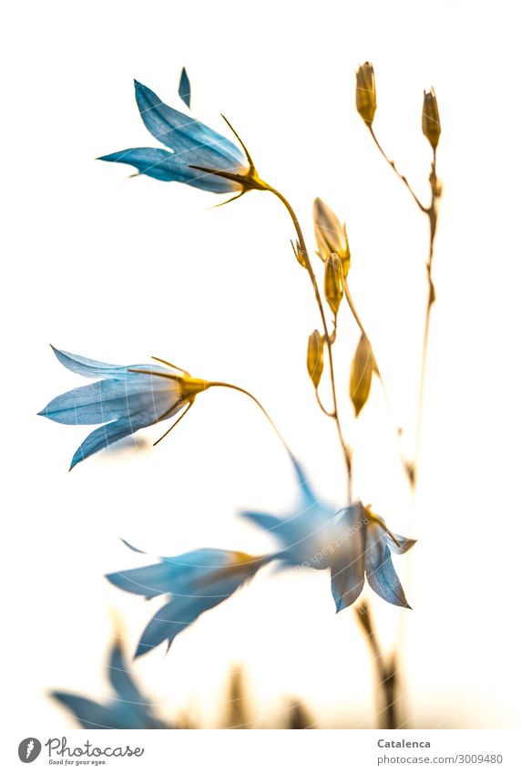 Campanula Natur Pflanze Sommer Blume Blatt Blüte Wildpflanze Glockenblume Garten Wiese Feld Blühend verblüht Wachstum schön blau braun türkis weiß Stimmung