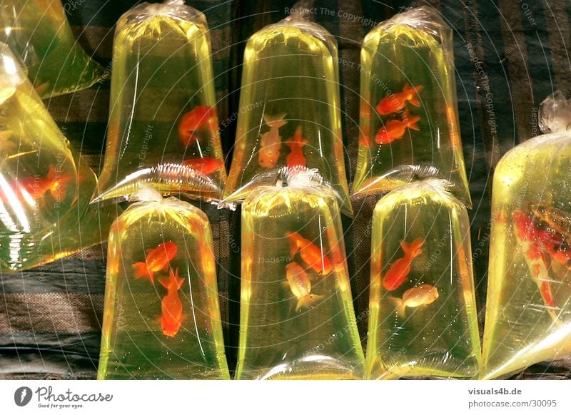 Goldfische in Plastiktüten liegen auf dem Boden grün rot Asien Spezialitäten Aquarium Zierfische 8 Wochenmarkt Thailand Ernährung gefangen aussperren