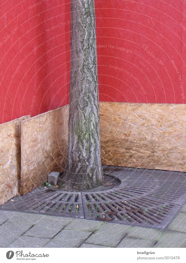 Lebensraum Pflanze Baum Stadt Stadtzentrum Fußgängerzone Mauer Wand braun grau rot Gefühle Sorge Natur Ferne Überleben Umwelt eingeengt Farbfoto Außenaufnahme