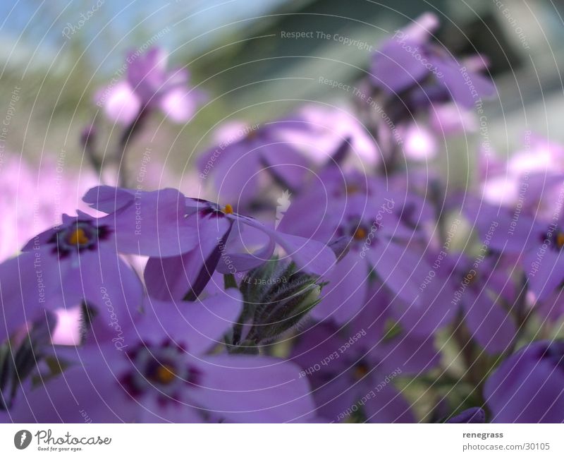 Erste Frühlingspirsch Blume violett Detailaufnahme Nahaufnahme