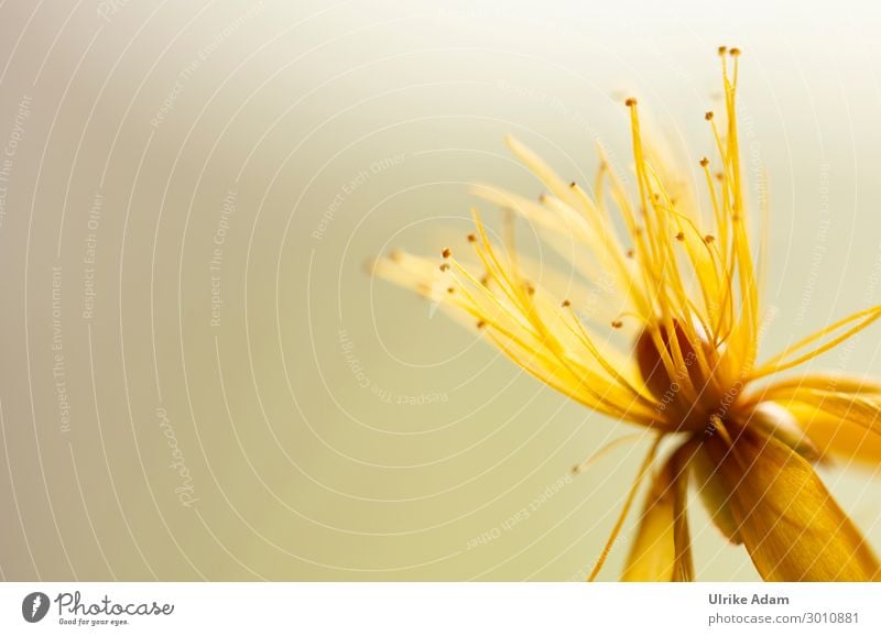 Gelbe Blumen elegant schön Wellness Leben harmonisch Zufriedenheit Erholung Meditation Spa Tapete Feste & Feiern Natur Pflanze Sommer Blüte Johanniskraut